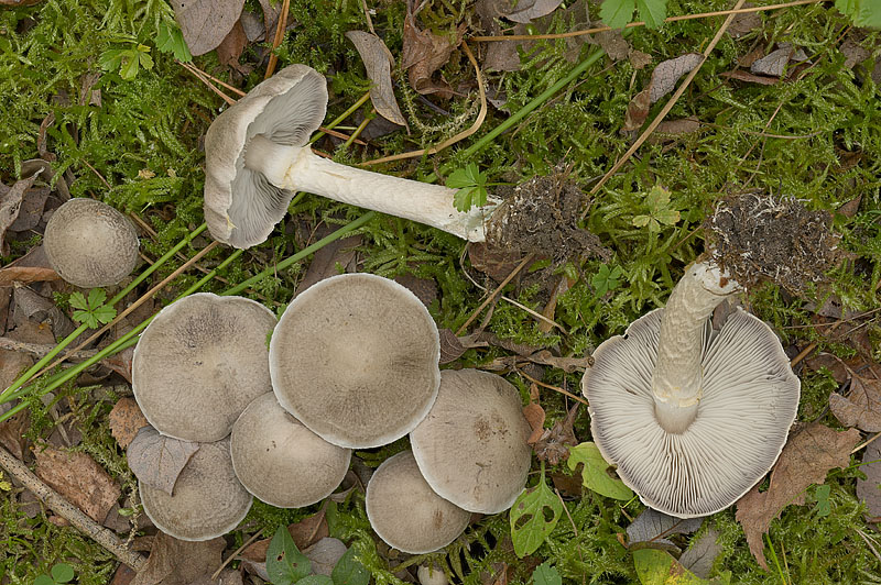 Tricholoma cingulatum